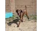 Adopt Jelly Roll a Chocolate Labrador Retriever