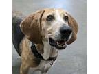 Adopt Arrow a English Coonhound