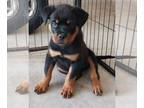 Rottweiler PUPPY FOR SALE ADN-778922 - ROTTWEILER PUPPIES