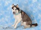 Adopt FRANCIS BEAN a Siberian Husky, Mixed Breed