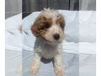 Cavapoo PUPPY FOR SALE ADN-778926 - cavapoo and mini poodles