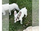 French Bulldog PUPPY FOR SALE ADN-778927 - AKC registered French Bulldogs