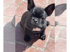 French Bulldog PUPPY FOR SALE ADN-778928 - Cute affection frenchie puppies