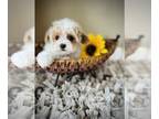 Maltipoo PUPPY FOR SALE ADN-778929 - Toy maltipoo