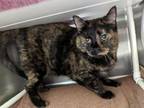 Adopt PEANUT a Domestic Short Hair