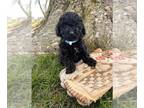 ShihPoo PUPPY FOR SALE ADN-778933 - Coco