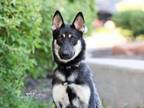 Adopt RUBY a German Shepherd Dog, Mixed Breed