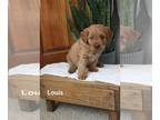 Goldendoodle (Miniature) PUPPY FOR SALE ADN-778939 - Adorable F1B Mini Red