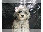 Poodle (Toy)-Schnoodle (Miniature) Mix PUPPY FOR SALE ADN-778945 - AD 1 Adorable