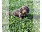 Dachshund PUPPY FOR SALE ADN-778952 - Adorable mini dachunds