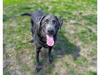 Adopt BAILEY a Labrador Retriever