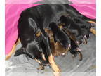 Doberman Pinscher PUPPY FOR SALE ADN-778954 - AKC Doberman Puppies