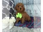 Cockapoo PUPPY FOR SALE ADN-778965 - Cockapoo For Sale Sugarcreek OH