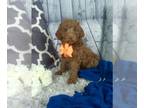 Cockapoo PUPPY FOR SALE ADN-778969 - Cockapoo For Sale Sugarcreek OH