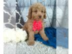 Cockapoo PUPPY FOR SALE ADN-778970 - Cockapoo For Sale Sugarcreek OH