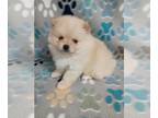 Pomeranian PUPPY FOR SALE ADN-778973 - AKC female Pomeranian puppy