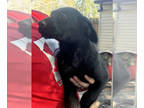 Australian Labradoodle-German Shepherd Dog Mix PUPPY FOR SALE ADN-778974 -