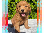 Goldendoodle (Miniature) PUPPY FOR SALE ADN-778977 - F1 mini golden doodles