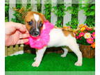 Jack Russell Terrier PUPPY FOR SALE ADN-778981 - Chicago Jack Russell Babies