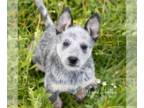 Australian Cattle Dog PUPPY FOR SALE ADN-778985 - Cassie