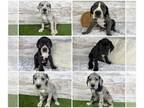 Great Dane PUPPY FOR SALE ADN-778987 - Great Dane Puppies