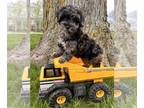 ShihPoo PUPPY FOR SALE ADN-778988 - Cannon