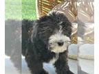 Bernedoodle (Miniature) PUPPY FOR SALE ADN-778989 - Bernedoodle puppies