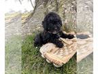 ShihPoo PUPPY FOR SALE ADN-778990 - Cole