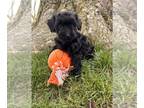 ShihPoo PUPPY FOR SALE ADN-778992 - Cici