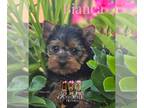 Yorkshire Terrier PUPPY FOR SALE ADN-778998 - Yorkie puppies