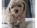 Poodle (Toy) PUPPY FOR SALE ADN-778999 - Toy poodle puppies