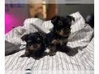 Yorkshire Terrier PUPPY FOR SALE ADN-779002 - Looking for my new family