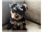 Yorkshire Terrier PUPPY FOR SALE ADN-779002 - Looking for my new family