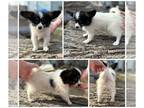 Papillon PUPPY FOR SALE ADN-779003 - Female ZC8 Multi Champion sired