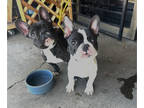 French Bulldog PUPPY FOR SALE ADN-779004 - French Bulldog Puppies Need New Home
