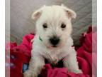 West Highland White Terrier PUPPY FOR SALE ADN-779010 - Westie