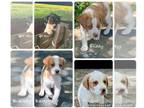 Brittany Mix PUPPY FOR SALE ADN-779013 - Brittany Mix