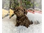 Havanese PUPPY FOR SALE ADN-779014 - Hershey kiss havanese