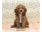 Cavapoo PUPPY FOR SALE ADN-779016 - Sparkle