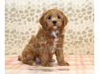 Cavapoo PUPPY FOR SALE ADN-779018 - Shirley