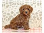 Cavapoo PUPPY FOR SALE ADN-779021 - Skip