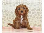 Cavapoo PUPPY FOR SALE ADN-779023 - Scamp