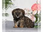ShihPoo PUPPY FOR SALE ADN-779026 - F1 Shihpoo