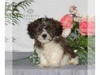 ShihPoo PUPPY FOR SALE ADN-779027 - F1 Shihpoo