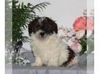ShihPoo PUPPY FOR SALE ADN-779028 - F1 Shihpoo