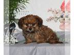 ShihPoo PUPPY FOR SALE ADN-779029 - F1 Shihpoo