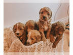 Goldendoodle (Miniature) PUPPY FOR SALE ADN-779031 - 5 micro goldendoodles