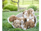 Goldendoodle (Miniature) PUPPY FOR SALE ADN-779039 - Peach