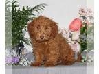 Bichpoo PUPPY FOR SALE ADN-779040 - F1 Bichpoo