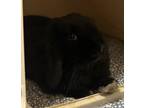 Adopt Bean (companion To Buggs) a Lop Eared